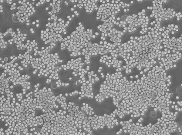 Sp2/0-Ag14 Cells