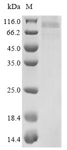 Envelope glycoprotein B (gB), human herpesvirus 7, recombinant