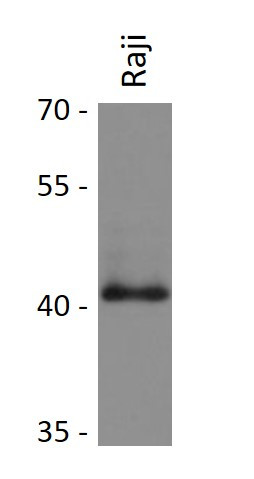 Anti-DUSP5