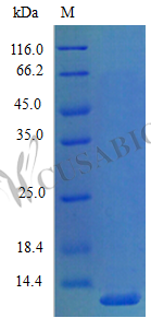 C-X-C motif chemokine 5 protein (Cxcl5), partial (Active), mouse, recombinant