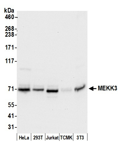 Anti-MEKK3