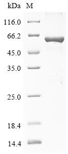 2-5-Oligoadenylate synthase-like protein (OASL), human, recombinant