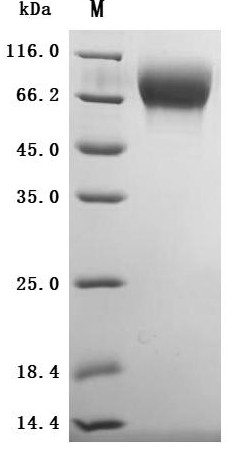 Trophoblast glycoprotein (TPBG), partial (Active), Macaca fascicularis, recombinant