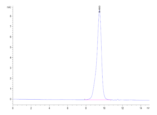 Human ALK-7 Protein