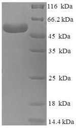Branched-chain-amino-acid aminotransferase, mitochondrial (BCAT2), human, recombinant