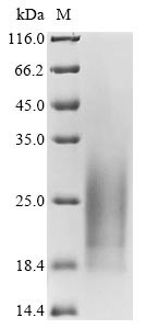 Cadherin-17 (Cdh17), partial, mouse, recombinant