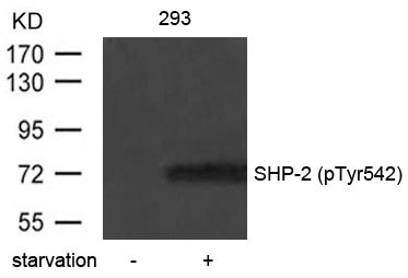 Anti-phospho-SHP-2 (Tyr542)
