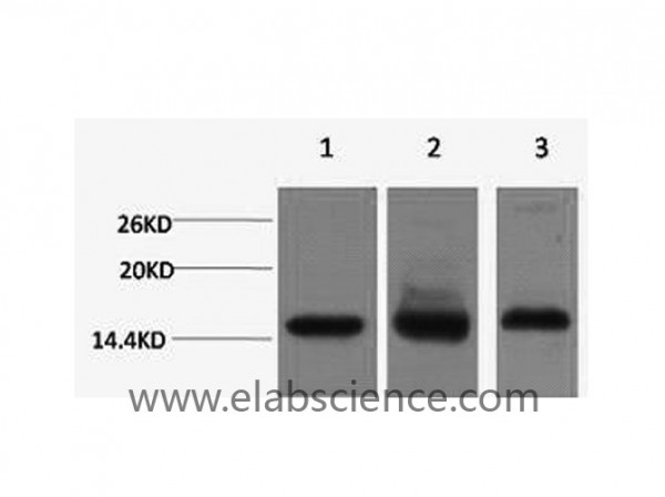 Anti-Histone H3, clone 1D2
