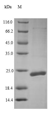 Outer-membrane lipoprotein carrier protein (lolA), Escherichia coli O9:H4, recombinant