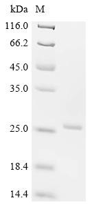 Interferon gamma (IFNG), dog, recombinant