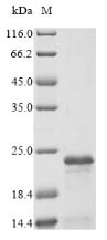 FXYD domain-containing ion transport regulator 3 (FXYD3), partial, human, recombinant