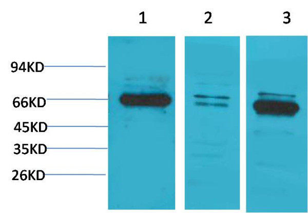 Anti-Bestrophin-1