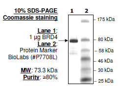 BRD4, BD1 and BD2 (49-460), GST-tag, human recombinant protein