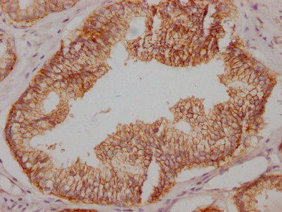 Anti-SNAP23 Recombinant Monoclonal, clone 2D8