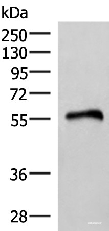 Anti-RETREG1