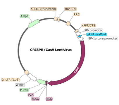 FCGR2A CRISPR/Cas9 Lentivirus (Integrating)