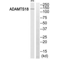 Anti-ADAMTS18