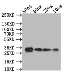 Anti-TCP21