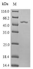 3-Phosphoshikimate 1-carboxyvinyltransferase (aroA), Agrobacterium sp., recombinant