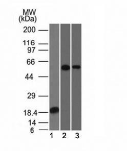 Anti-TOX3, clone TOX3/1124