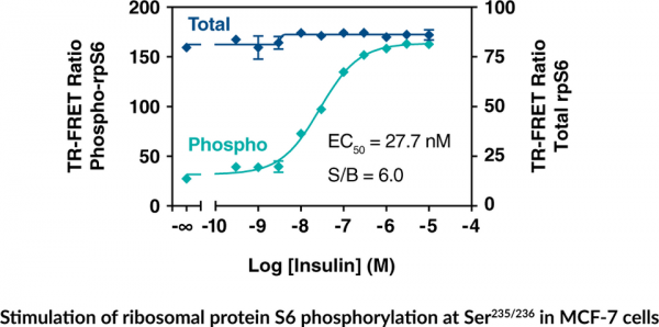 Ribosomal Protein S6 (Total) TR-FRET Assay Kit