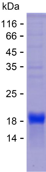 Recombinant Human ITM2C Protein