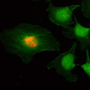 Anti-Phospho-Histone H2A/H4 (Ser1), Rabbit Monoclonal (RM216)