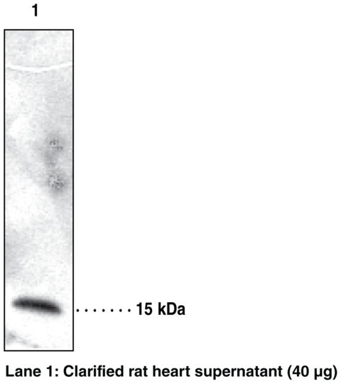 Anti-Cellular Retinol Binding Protein 7