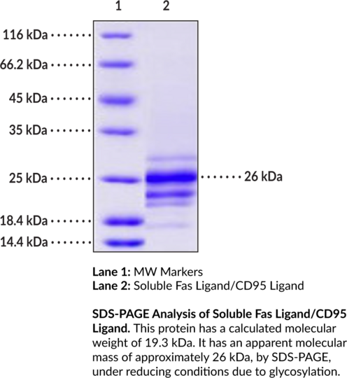 Soluble Fas Ligand/CD95 Ligand (human, recombinant, aa 134-281)