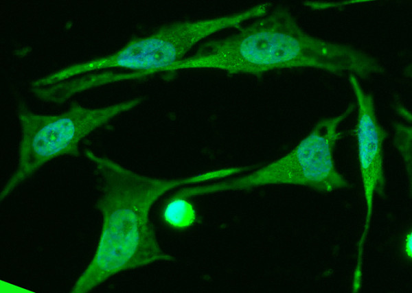 Anti-CREB1 Monoclonal Antibody