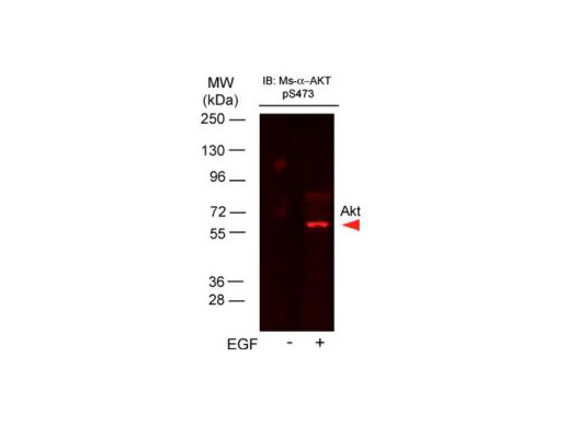 Anti-phospho-AKT (Ser473), DyLight(TM) 649 conjugated , clone 17B6.B11.A12.C3.G7.G12