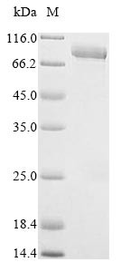 Lactoperoxidase (LPO), human, recombinant