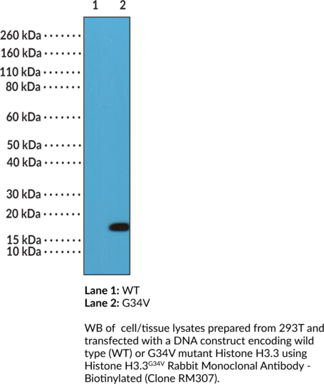 Anti-Histone H3.3G34V Rabbit - Biotinylated (