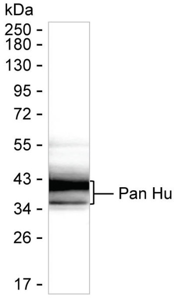 Anti-Pan Hu