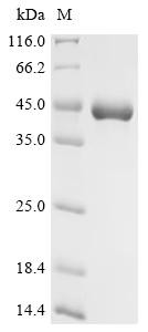 Phospholipase A2 imperatoxin-1, partial, recombinant Pandinus imperator