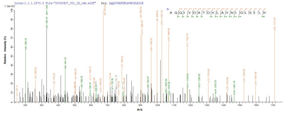 Transaldolase B (talB), Escherichia coli, recombinant