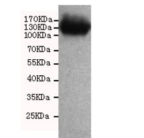 Anti-CD133 / PROM1, clone 8F2-H6-D6