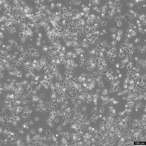 LMH Cells