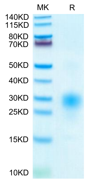 Human BST2 Protein