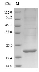 Alpha-crystallin (hspX), Mycobacterium bovis, recombinant