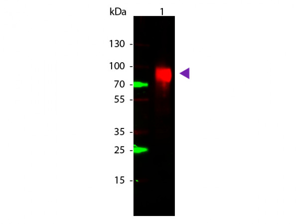 Anti-GLUCOSE OXIDASE