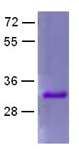 Rab3A Q81L mutant (Member RAS oncogene family), human, recombinant full length, His6-tag [E. coli]