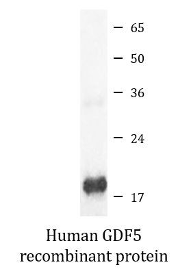 Human GDF5 recombinant protein (Active)
