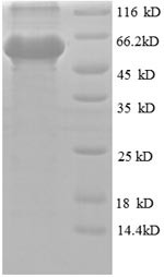 Obg-like ATPase 1 (OLA1), human, recombinant