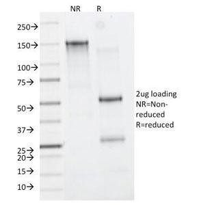 Anti-CD11b, clone M1/70