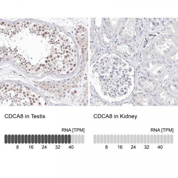 Anti-CDCA8