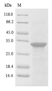 Dynamin-1 (DNM1), partial, human, recombinant