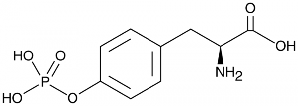 O-Phospho-L-Tyrosine
