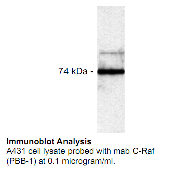 Anti-C-raf, clone PBB-1, clone PBB-1