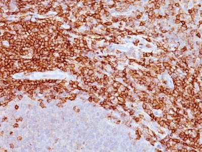 Anti-CD43(DF-T1), CF568 conjugate, 0.1mg/mL
